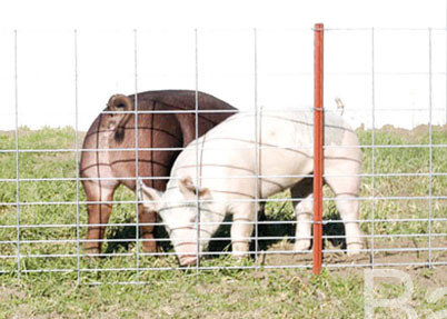 Le grillage de porc soudé 4 par mesures lambrisse 16' X 34&quot; panneau pour la clôture de bétail
