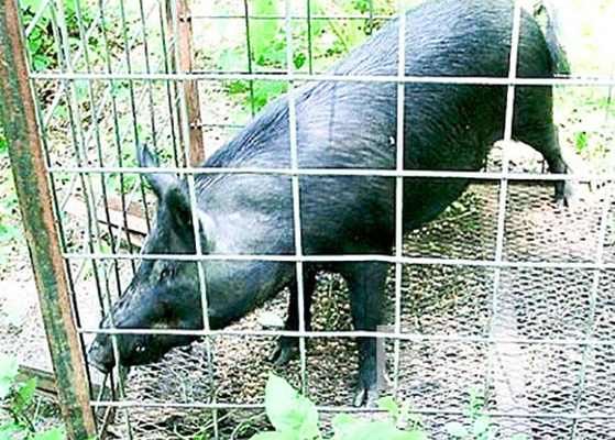 Le grillage de porc soudé 4 par mesures lambrisse 16' X 34&quot; panneau pour la clôture de bétail