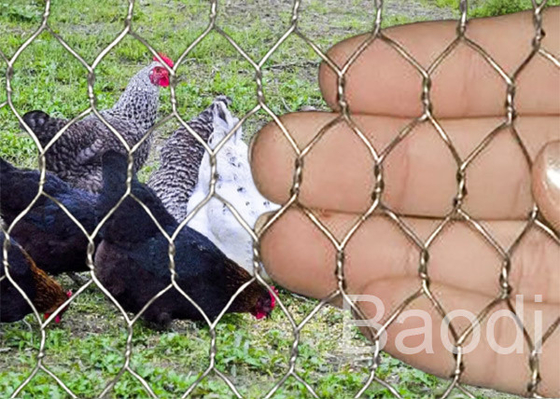 Tissu inoxydable de fil de poulet pour la protection de lapin, barrière de yard de poulet d'acier à faible teneur en carbone