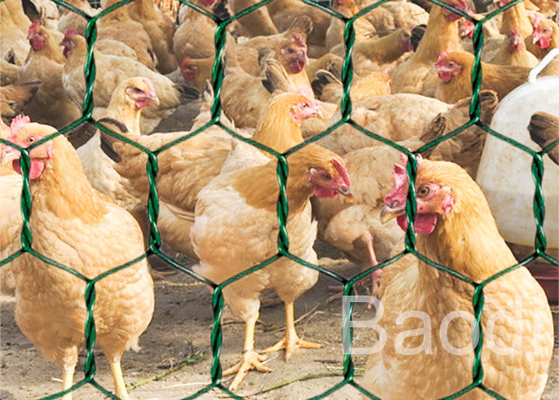 Petit pain de grillage de poulet enduit par vinyle vert avec le modèle hexagonal 1/2 » - 3"