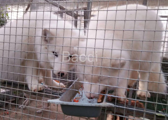 Anti finition de galvanisation de tissu de matériel de grillage de corrosion pour la cage animale